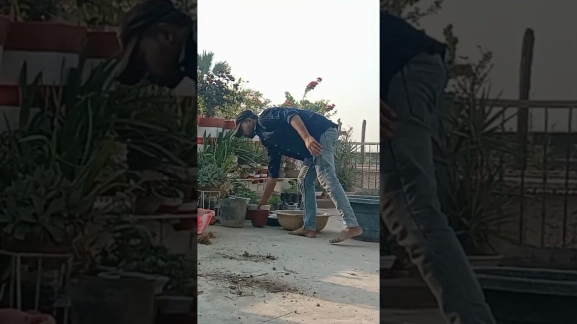 Insecure suraz☀️🧐 #gardening #indoorgarden #gardenideas #plants #kitchengarden #minivlog #shorts