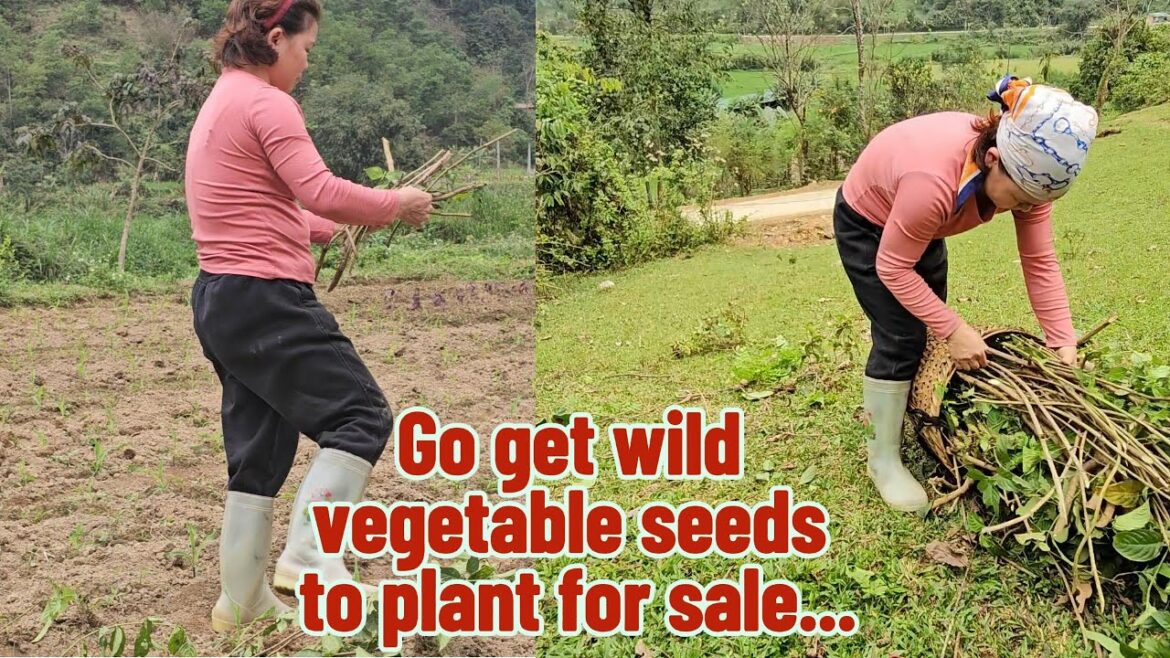 Growing wild vegetables for both medicinal and edible purposes, long-term harvest...LA HÀ