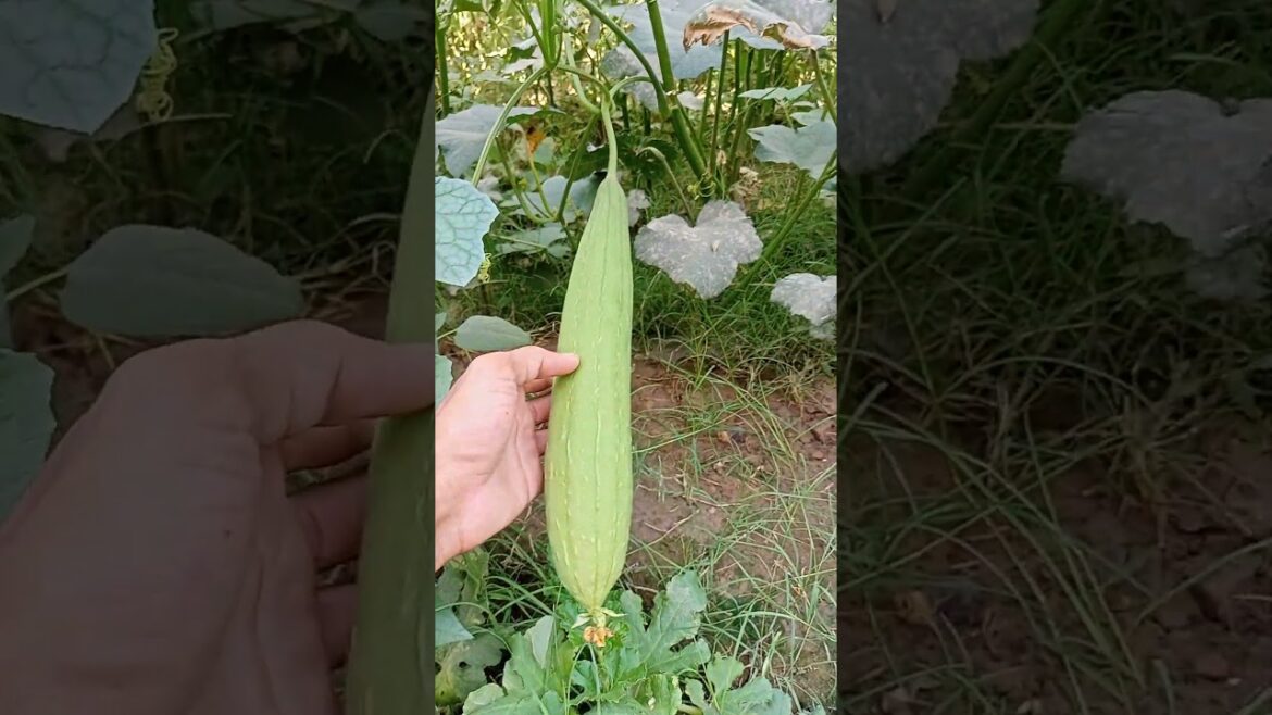 A small space made vegetables farm | A tour of Justin’s Secret Garden | A BRIEF TOUR OF My GARDEN A small space made vegetables farm | A tour of Justin's Secret Garden | A BRIEF TOUR OF My GARDEN