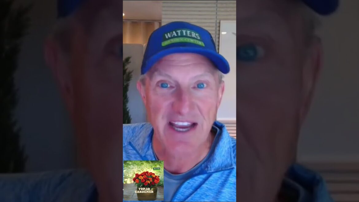 The Blooming Beauty  of Roses