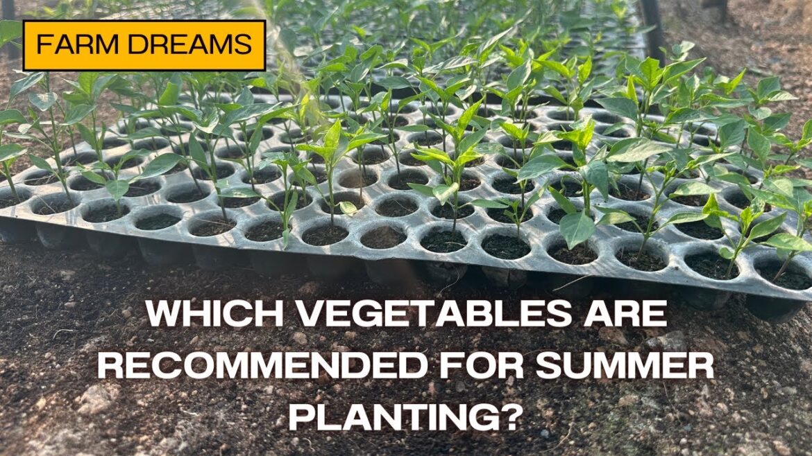 My Summer Vegetable Garden Plans ππ± |Cherishing Moments with My Beloved Pets πΎ |Tamada Media| My Summer Vegetable Garden Plans ππ± |Cherishing Moments with My Beloved Pets πΎ |Tamada Media|