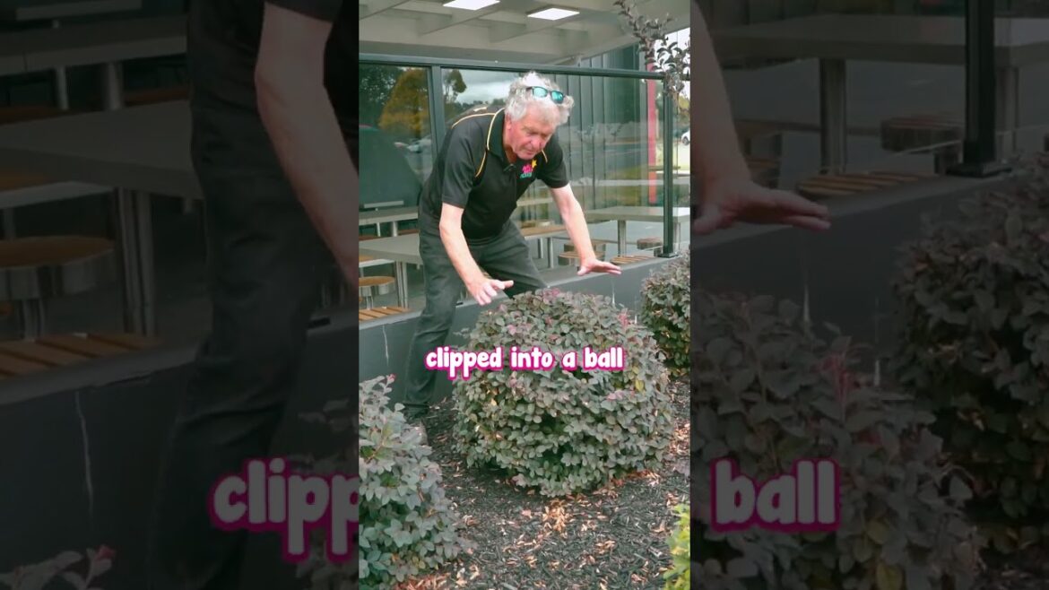 Clip Your Loropetalum into Lush Balls πΏππ Clip Your Loropetalum into Lush Balls πΏππ