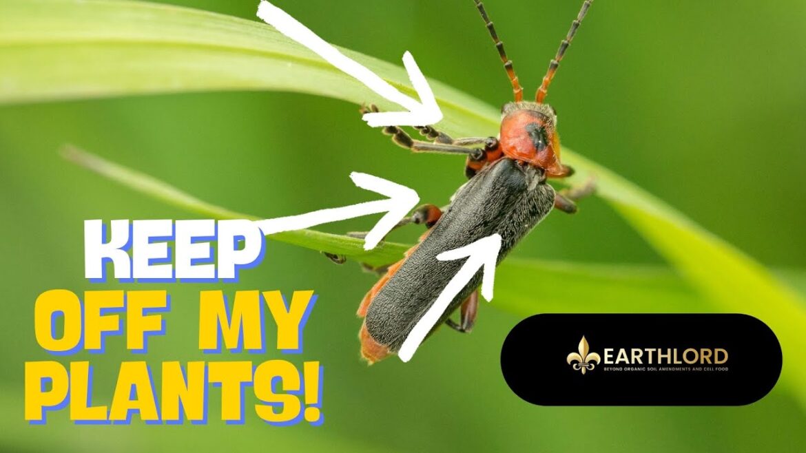 TRUST ME! You Want to keep these PEST OFF! ❌ your Tomato Plants and out of your garden