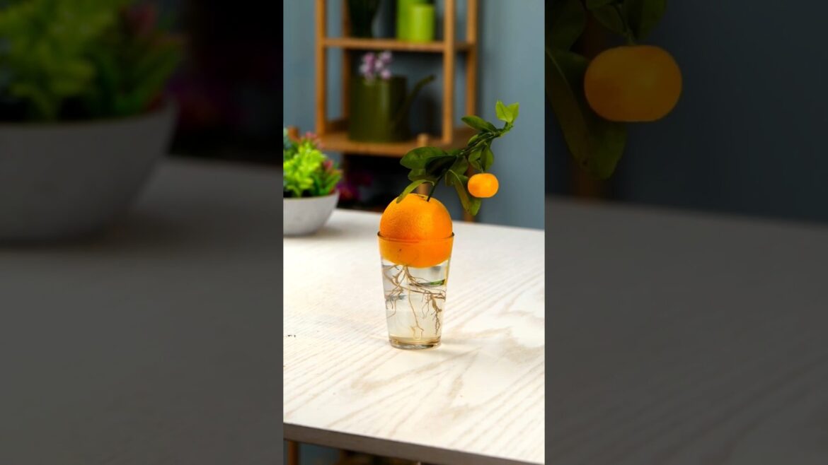 Become a great gardener using these helpful ideas!#5minutecrafts #5mingreen #indoorplants Become a great gardener using these helpful ideas!#5minutecrafts #5mingreen #indoorplants