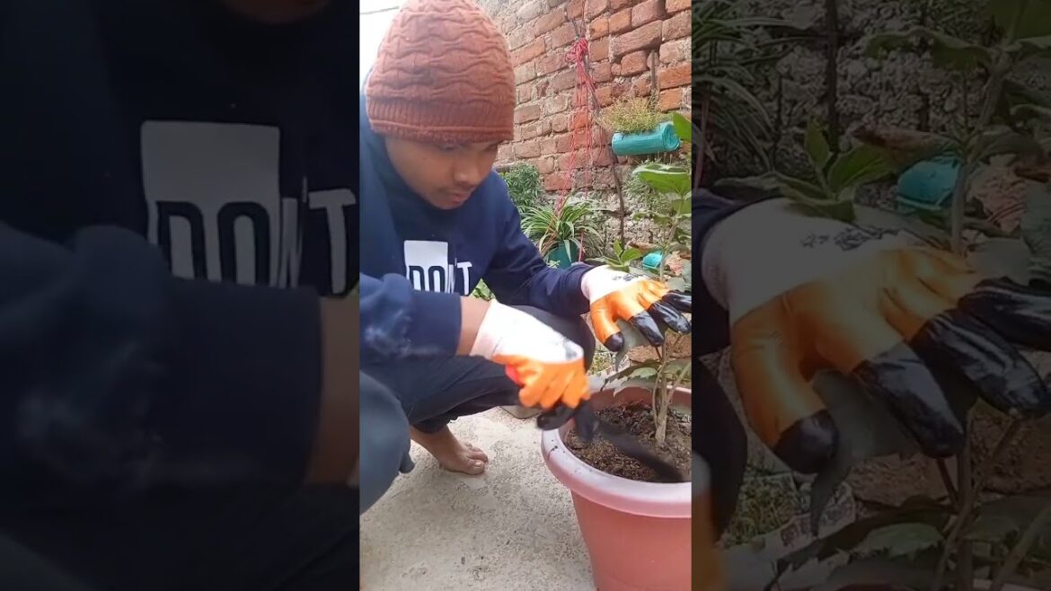 sawal tool | garden tools | gardening tools | gardening tools uses |  gardening tools names