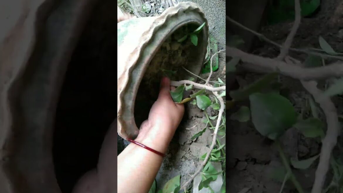 Pink Bougainvillea plant repoting #bougainvillea #shorts#kagajkaphool#gardening #repoting#trending