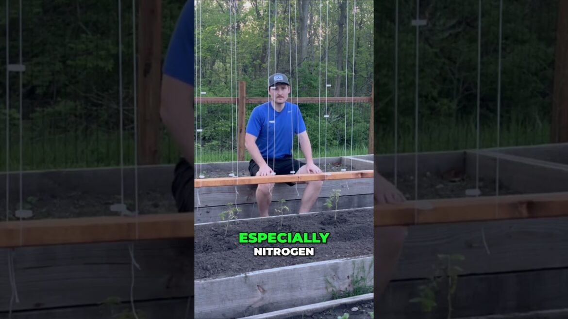 Avoid These 3 Companion Planting Mistakes for Thriving Gardens