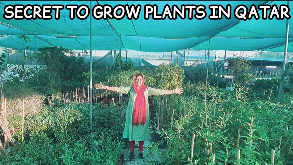 Nursery or Village in Qatar Mini Village Tour Healthy Soil #garden #tamil #love Nursery or Village in Qatar Mini Village Tour Healthy Soil #garden #tamil #love