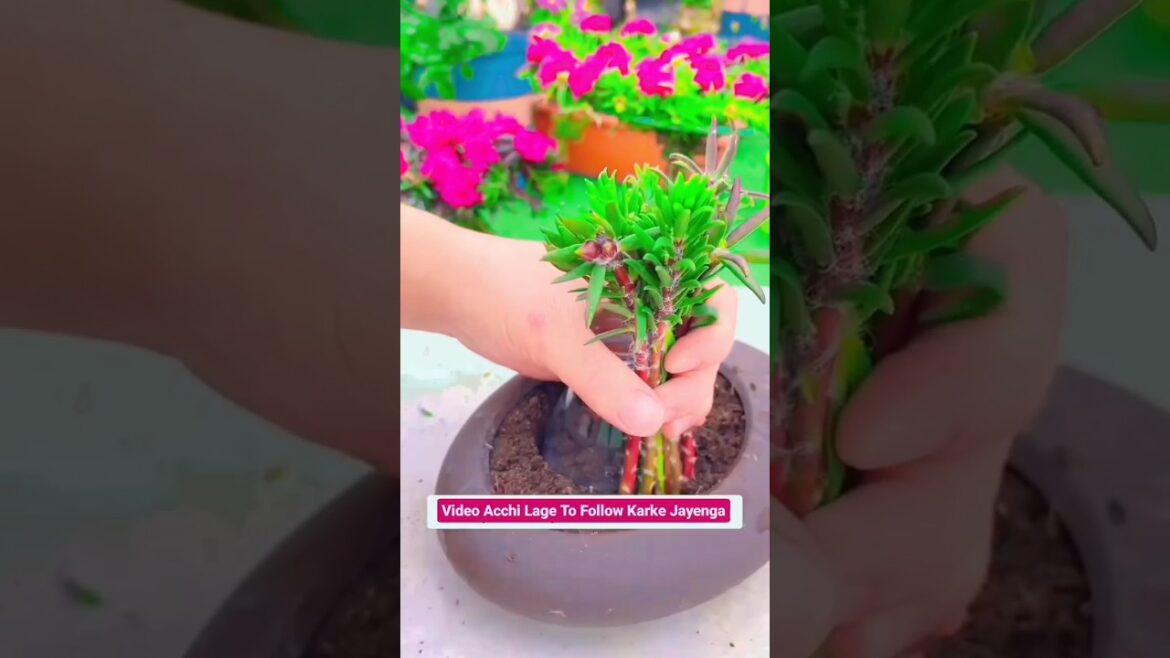 Best 🏡 gardening tips  #garden #gardening #gardeningtips #decoration #flowers #homedecor #shorts