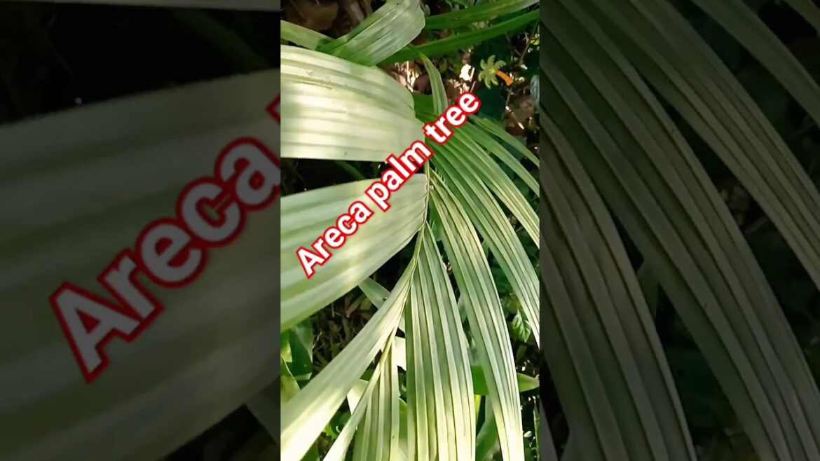 areca palm tree ЁЯМ┤#arecapalm #arecaleafplate #gardening #care #plantlover areca palm tree ЁЯМ┤#arecapalm #arecaleafplate #gardening #care #plantlover
