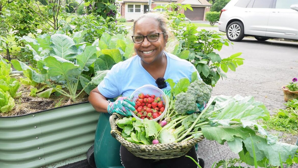 First Vegetable Harvest of the Season First Vegetable Harvest of the Season