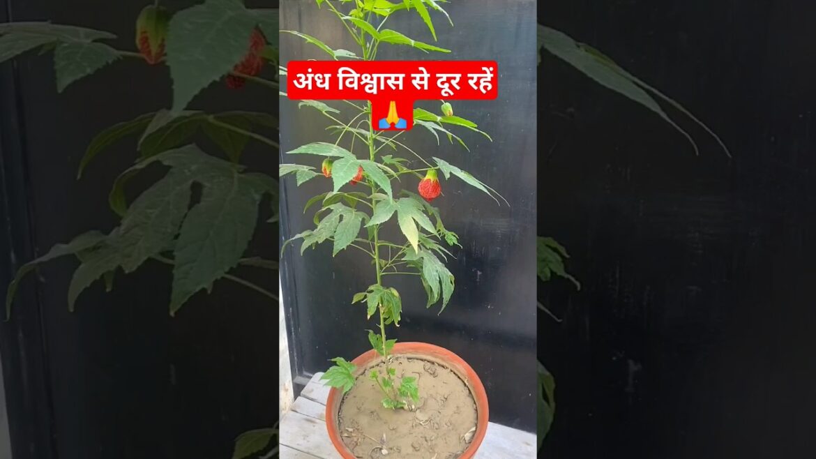 झुमका फ्लावर | orange abutilon pictum #plants #viral #gardening #youtubeshorts #nature #shorts झुमका फ्लावर | orange abutilon pictum #plants #viral #gardening #youtubeshorts #nature #shorts