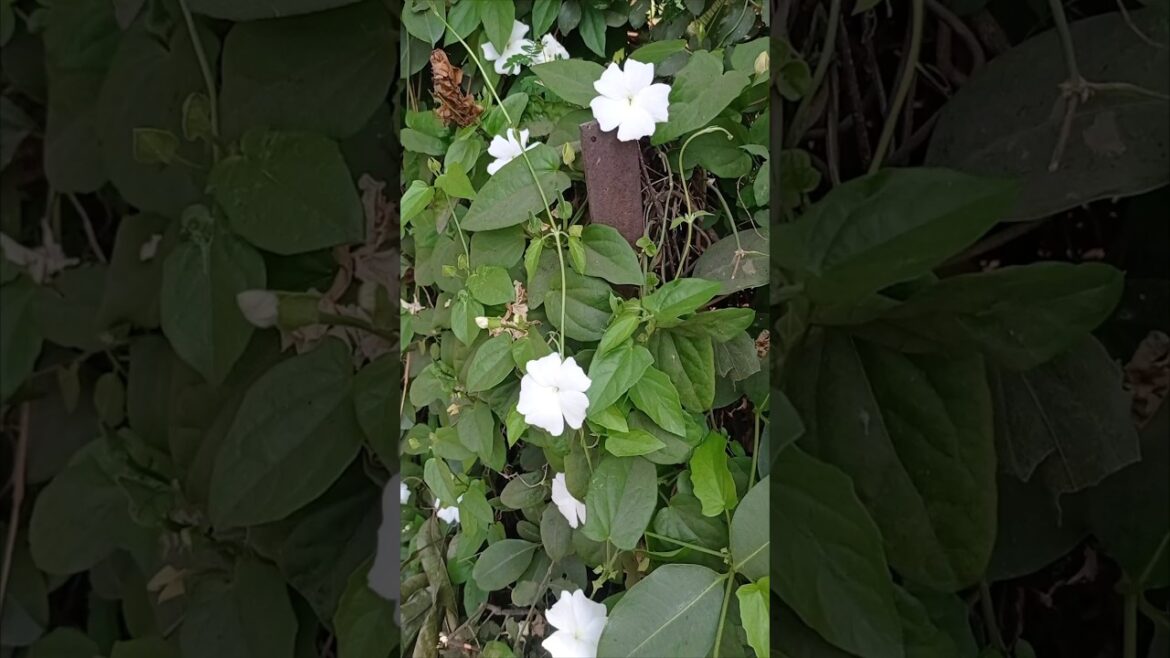 गर्मियो की सुंदर फुलो की बेलsummer flowering vine for home 🏡#shorts#gardening #song🤍💚☘️🤍 गर्मियो की सुंदर फुलो की बेलsummer flowering vine for home 🏡#shorts#gardening #song🤍💚☘️🤍