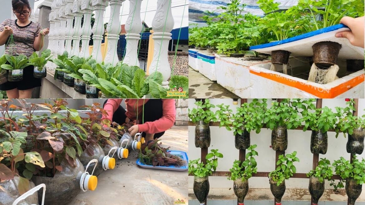Top 10 creative ideas for free vegetable gardening using plastic bottles | My Garden Top 10 creative ideas for free vegetable gardening using plastic bottles | My Garden