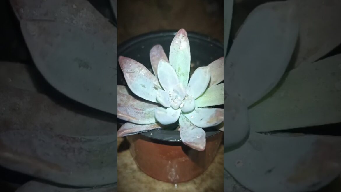 Succulent Serenity: Exploring Nature’s Resilient Wonders #minigarden Succulent Serenity: Exploring Nature's Resilient Wonders #minigarden