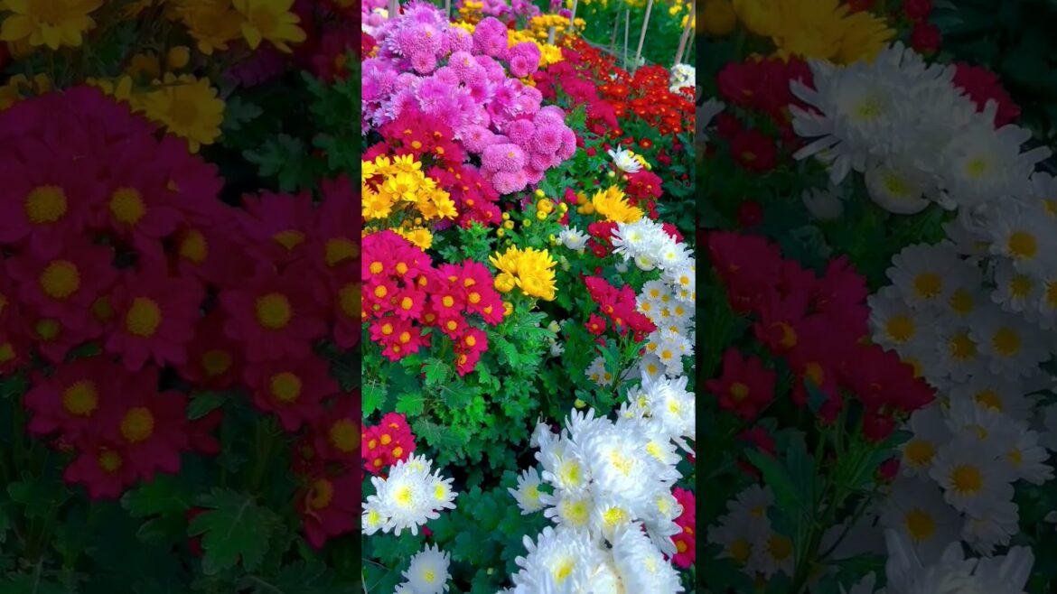 Beautiful chrysanthemum garden| mind-blowing flower! #shorts