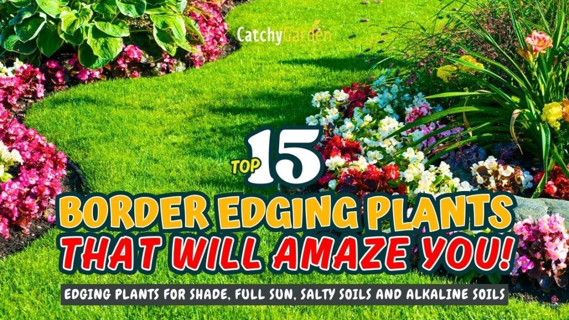 TOP 15 BORDER EDGING PLANTS THAT WILL AMAZE YOU! ๐บ๐ฅ๐ผ // Gardening Ideas TOP 15 BORDER EDGING PLANTS THAT WILL AMAZE YOU! ๐บ๐ฅ๐ผ // Gardening Ideas