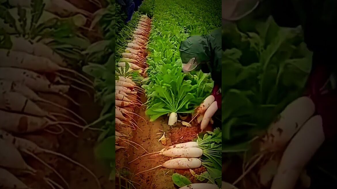 #shorts #agritools #farming2024 #agriculture  #JIKreactionagritools in farming 2024
