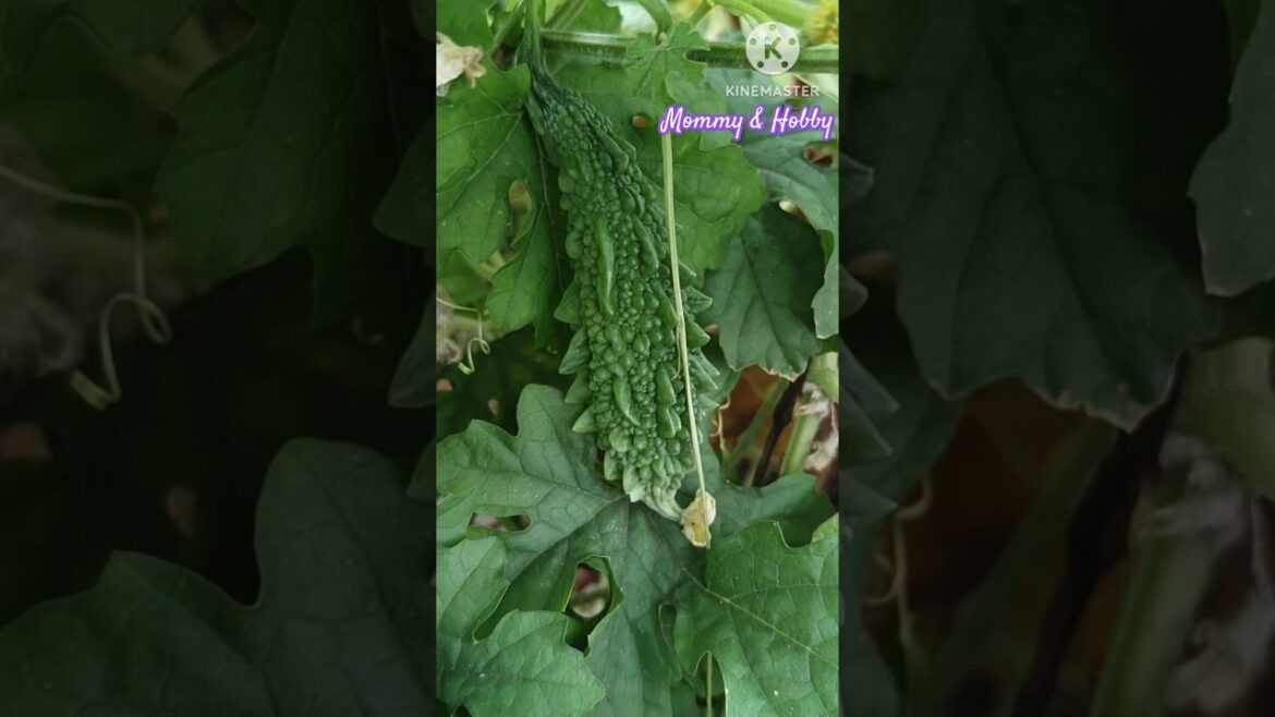 Only for Karela/Bittergourd lovers....💕 #gardening #kitchengarden #terracegarden #vegetablegarden