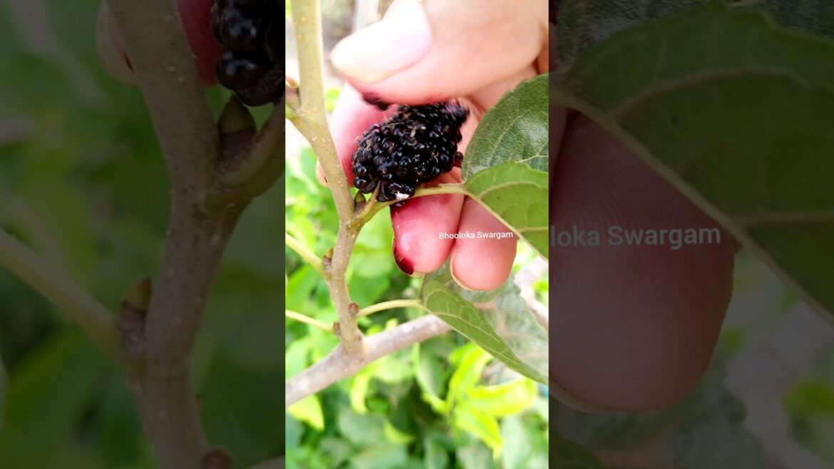 మల్బరీలు Mulberry harvest in terrace garden #harvesting #agriculture #gardening #shortvideo #shorts మల్బరీలు Mulberry harvest in terrace garden #harvesting #agriculture #gardening #shortvideo #shorts