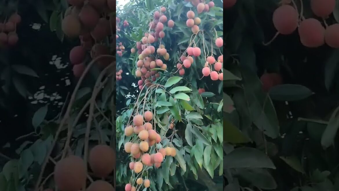 Muzaffarpur sahi litchi#litchi#kya apne khaye hai Muzaffarpur ki sahi litchi#muzaffarpur#litchifruit Muzaffarpur sahi litchi#litchi#kya apne khaye hai Muzaffarpur ki sahi litchi#muzaffarpur#litchifruit
