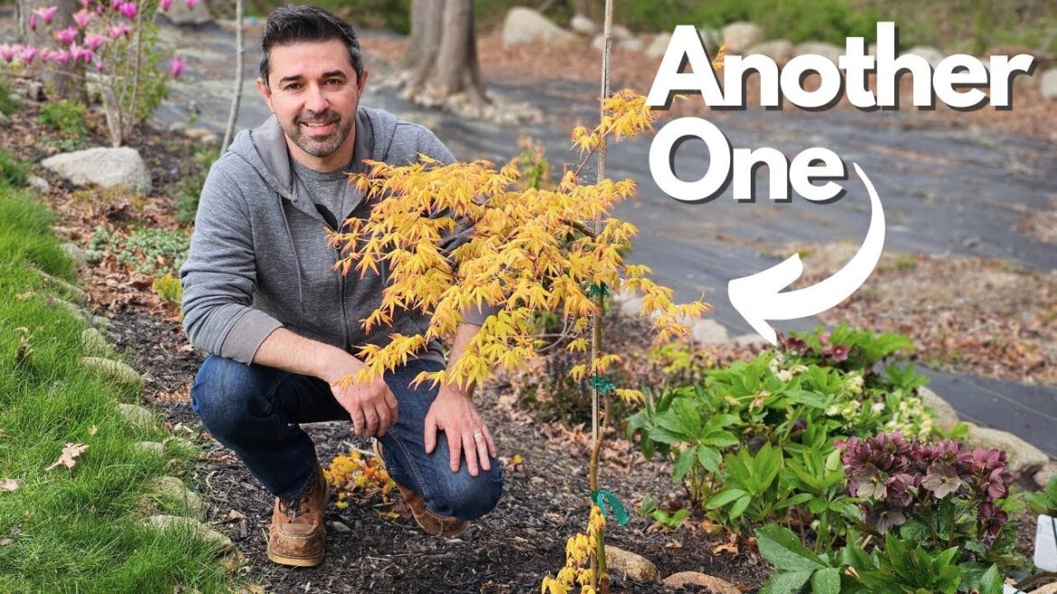 Google Lens to Identify what Bug is Eating our Tree. Road Trip to Buy a Golden Falls Japanese Maple Google Lens to Identify what Bug is Eating our Tree. Road Trip to Buy a Golden Falls Japanese Maple