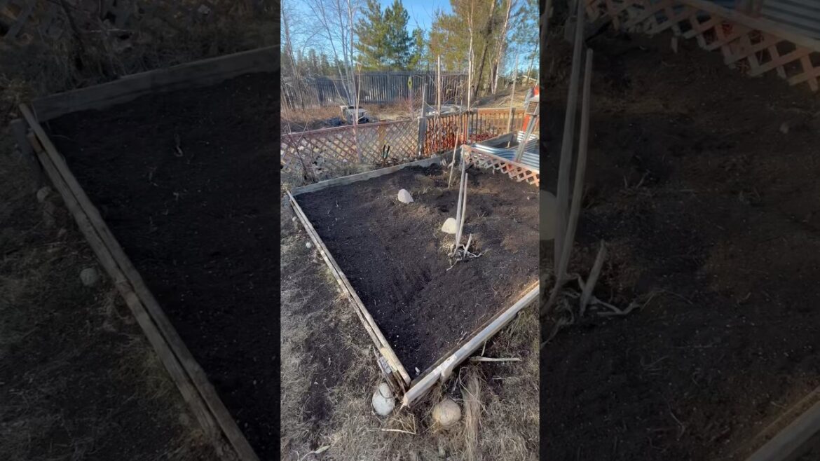 Backyard garden clean up, Garden made from all scrap material #shorts #garden