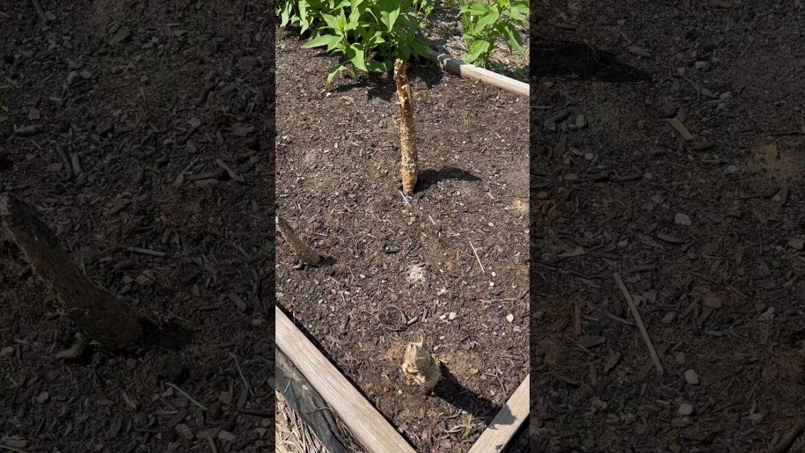 Overwintered Collard Greens. Final Update. #garden #vegetablegardening #communitygarden