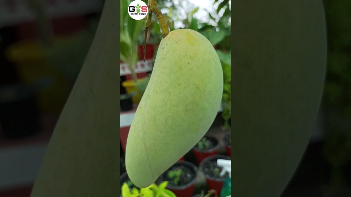নামডগমাই  আম সবার বাড়িতে হবে । gardening tips and tricks #mangogardening #shortsvideo #youtubeshorts