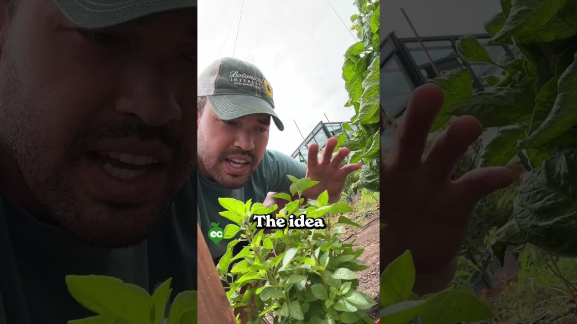 Don't harvest your herbs the wrong way...