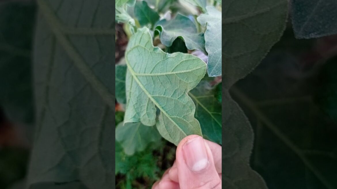 पौधे  भी श्वास लेते है ?  #gardeningknowhow  🪴☘️💚🌅#shorts#gardening