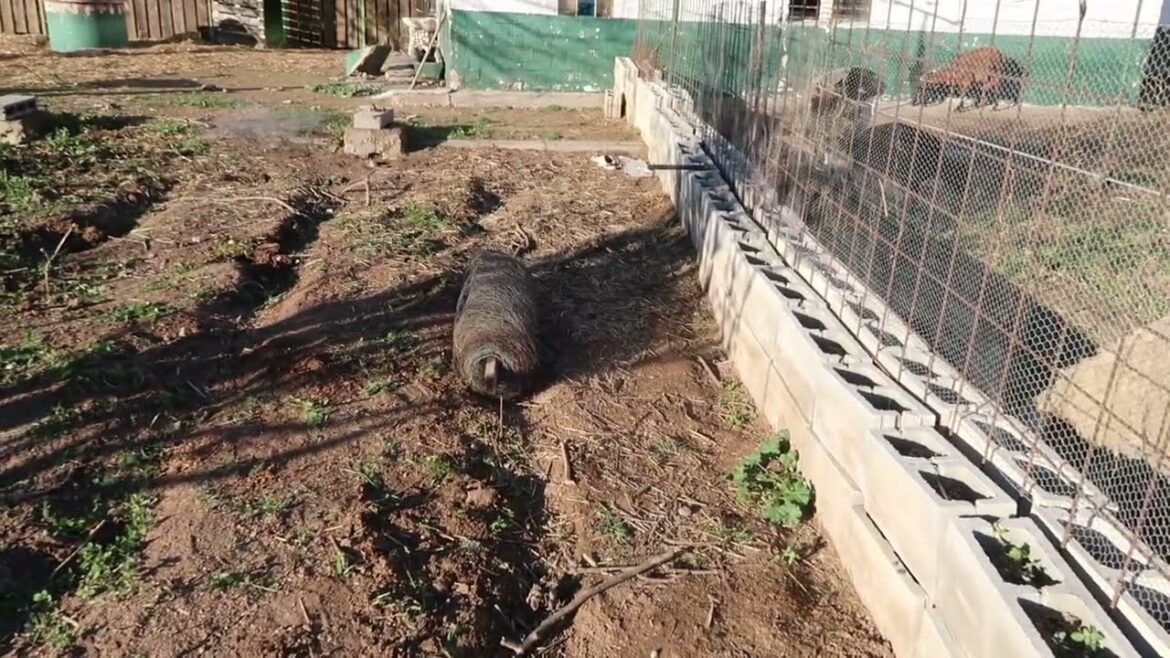 Fence, planting Zinnias and garden plans for this gardening season 2024 | MAY Fence, planting Zinnias and garden plans for this gardening season 2024 | MAY