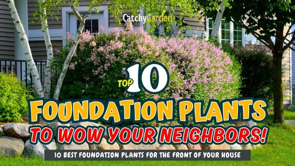 TOP 10 FOUNDATION PLANTS TO WOW YOUR NEIGHBORS! πΈπ‘πΏ // Gardening Ideas TOP 10 FOUNDATION PLANTS TO WOW YOUR NEIGHBORS! πΈπ‘πΏ // Gardening Ideas