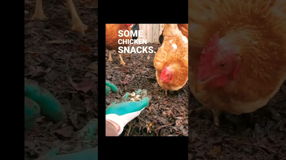 These CHICKENS Love their SNACKS!