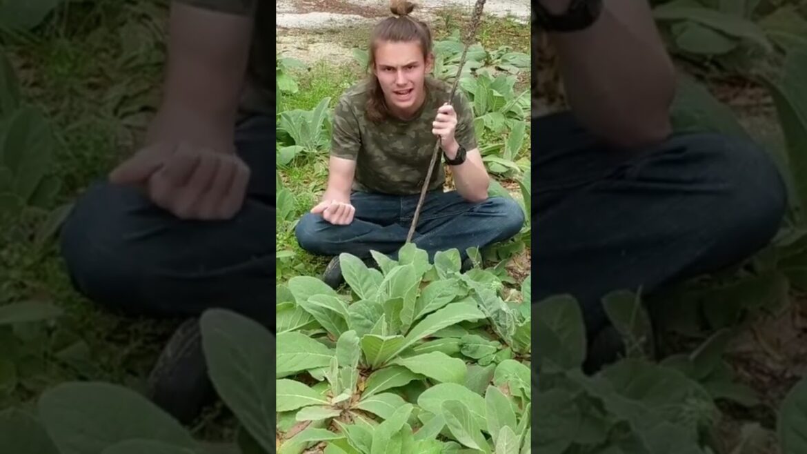 what is mullien and what can it be used for what is mullien and what can it be used for