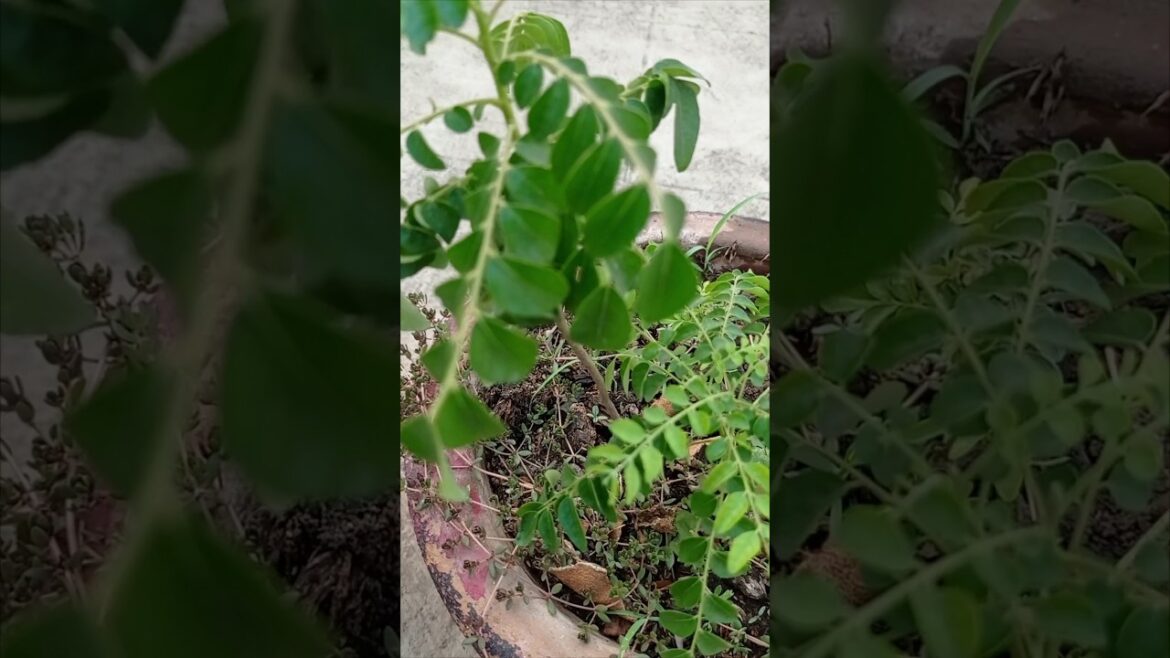 करी पत्ता के पौधे मे डालें जरुर ये दो चीज 🌿💚🌿🏡 #gardening #shorts#chemical free gardening करी पत्ता के पौधे मे डालें जरुर ये दो चीज 🌿💚🌿🏡 #gardening #shorts#chemical free gardening
