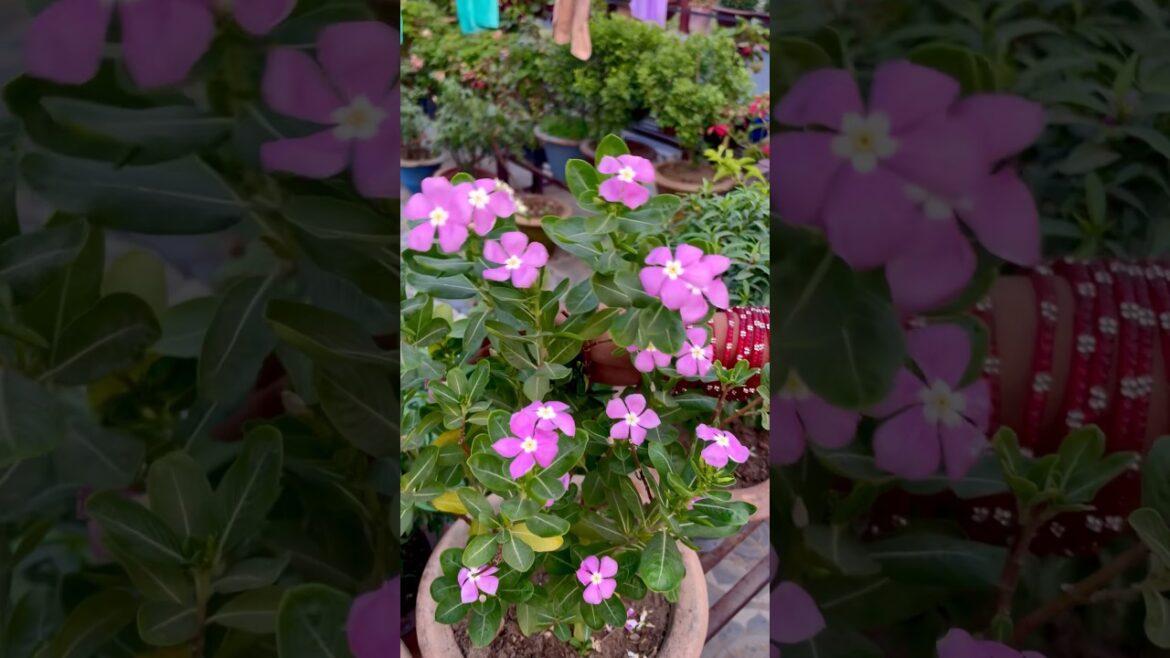 Hybrid Vinca Plant Care #shorts #ytshorts #gardening #vincaflower Hybrid Vinca Plant Care #shorts #ytshorts #gardening #vincaflower