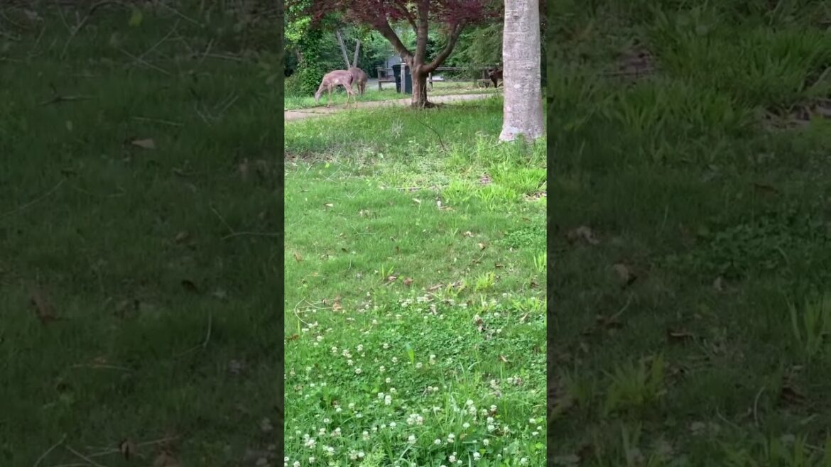 Every morning and evening the Deer are with me🪴 #garden #vegetablegardening #deer