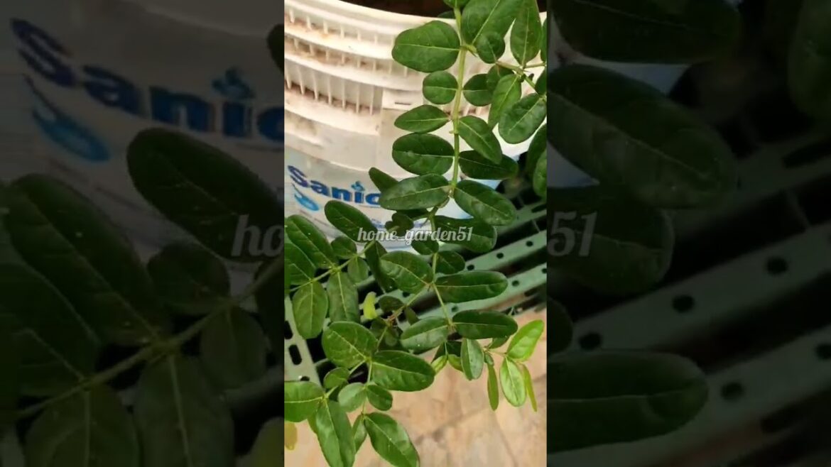 Karonda plant in pot.. #gardening #shorts