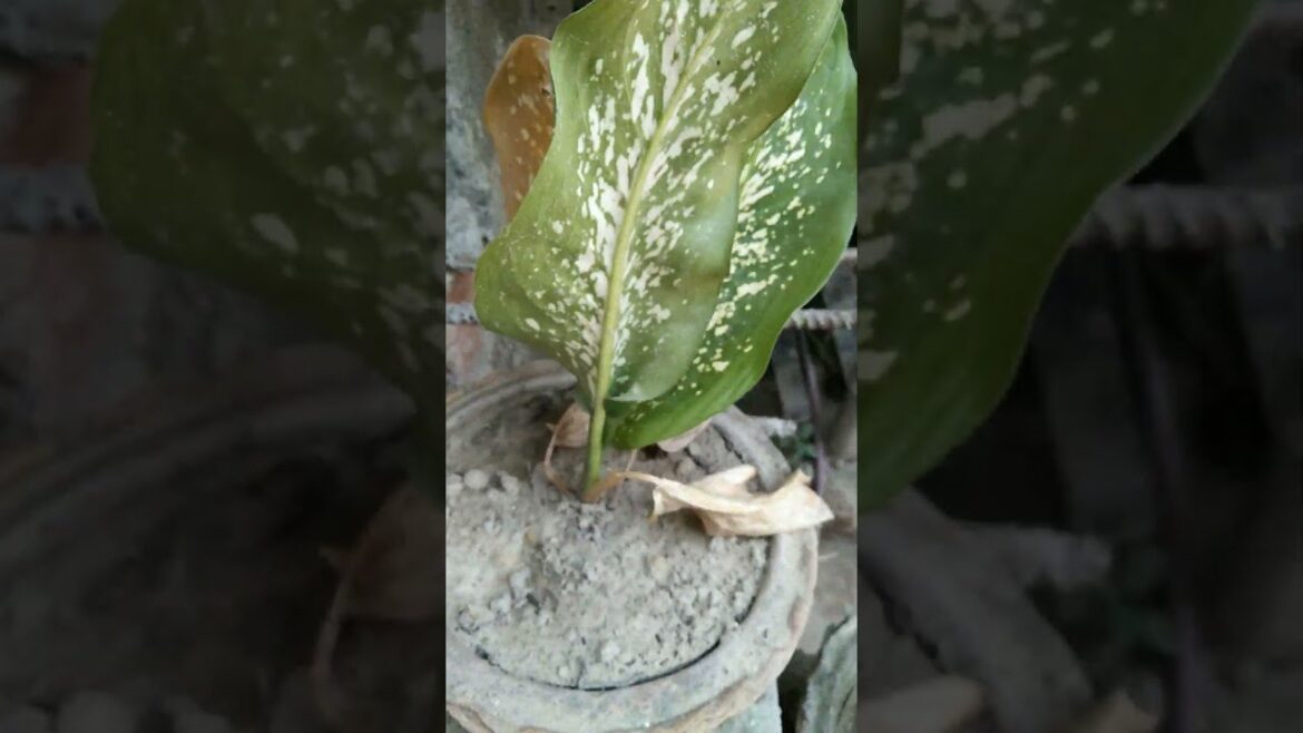 propogation successful#dieffenbachia #dragonfruitplant#gardening #minivlog#plants#shorts#propagation