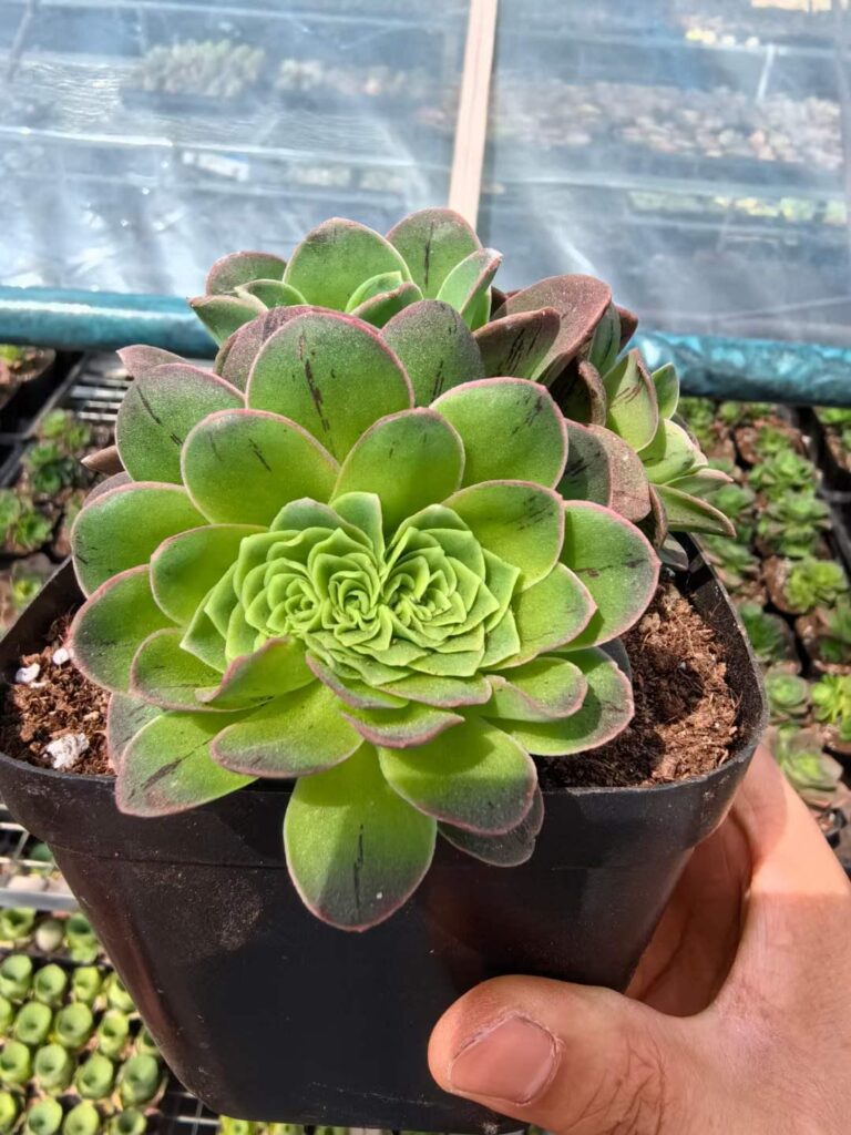 Unusual-looking greenovia