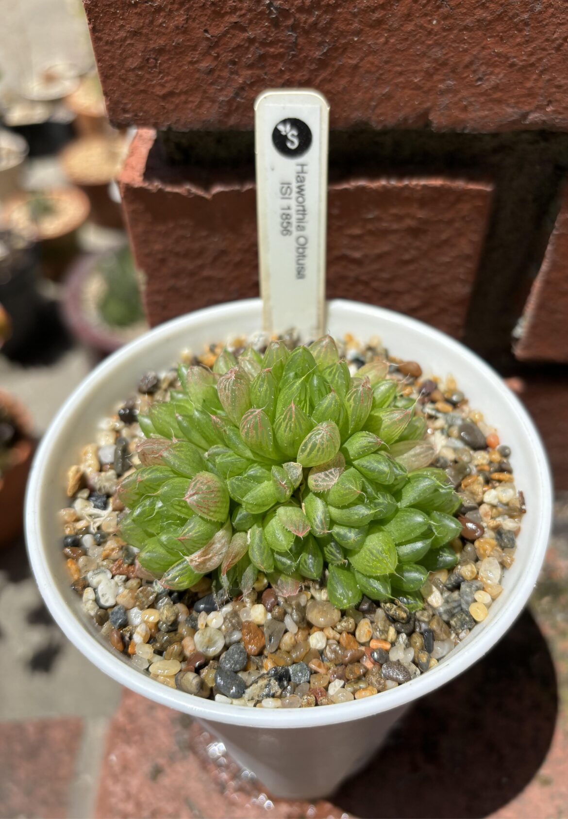 H. cymbiformis var obtusa HBG/ISI 1856. I got this several years ago wanting to rehab it. It took a while, but it’s finally looking nice