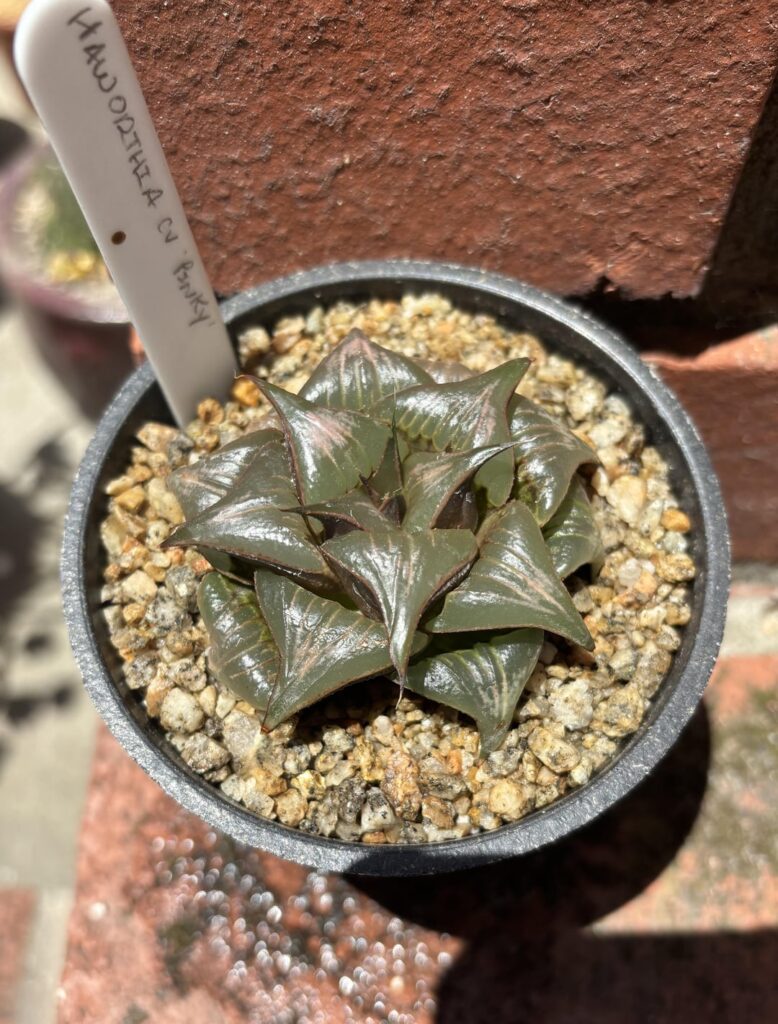 Repots for the day: Pinky, Silver Mutica, truncata seedling