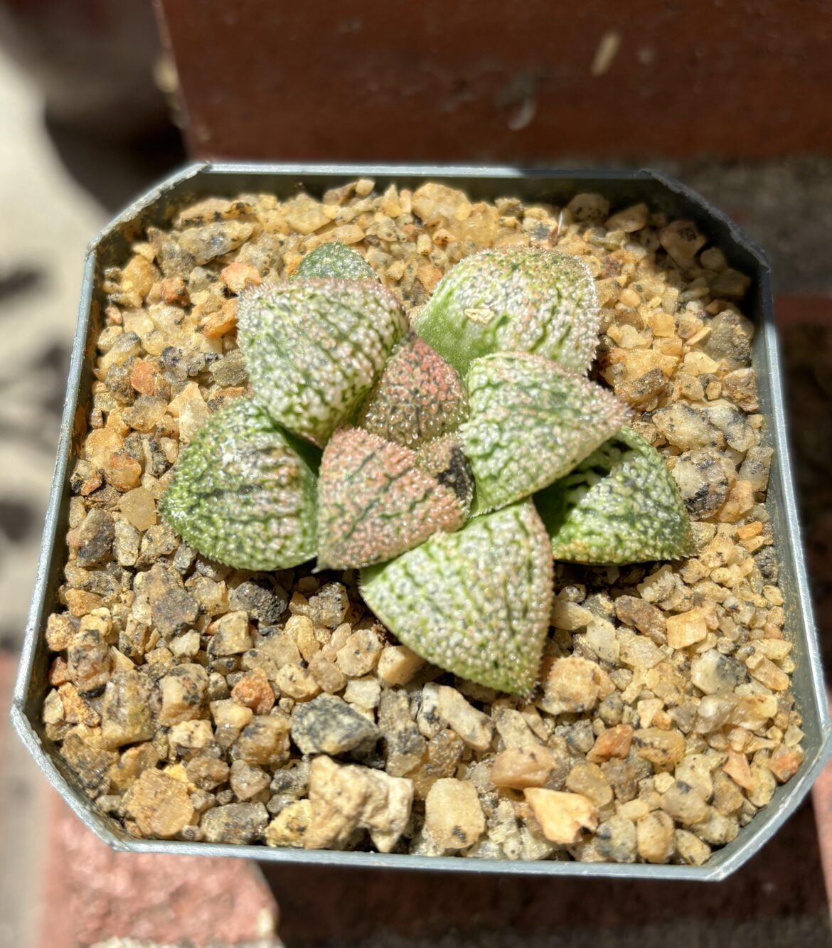 Some nice coloring coming in on this hybrid
