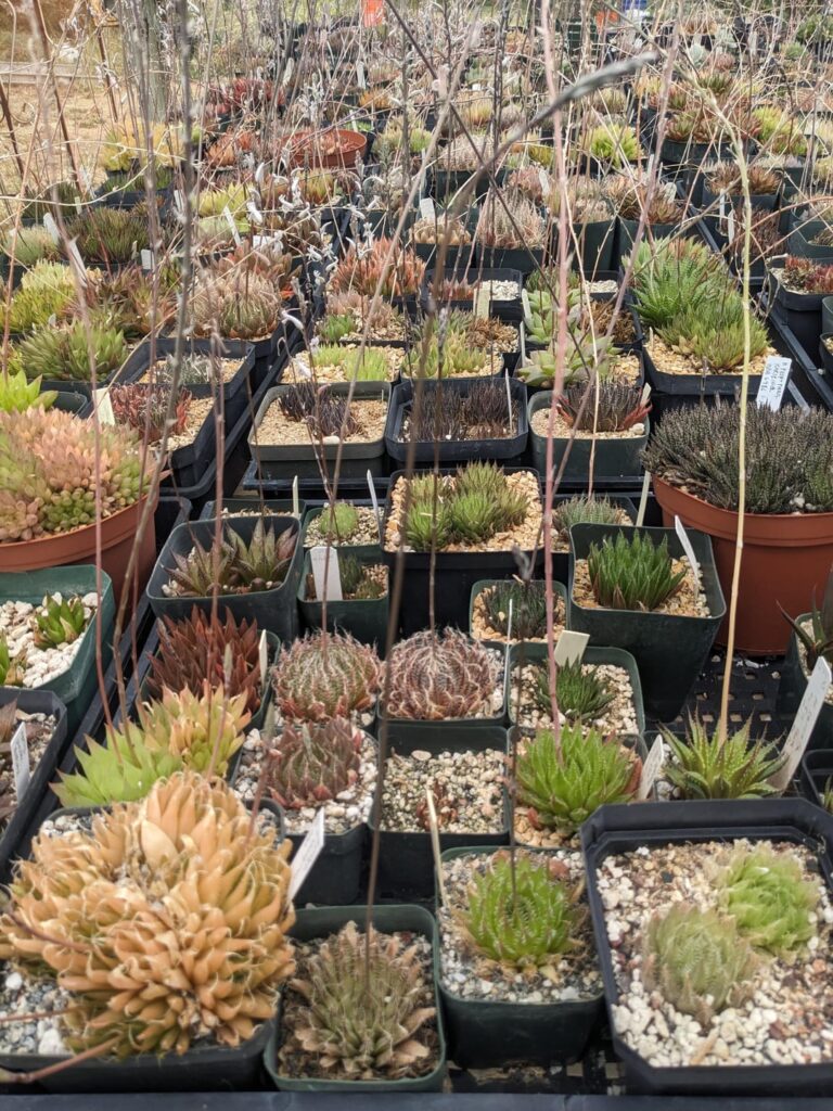I spent yesterday pollinating Haworthias and shooting the breeze with the folks from the Sphaeroid Institute. Here are a couple highlights from the Haworthia greenhouses.