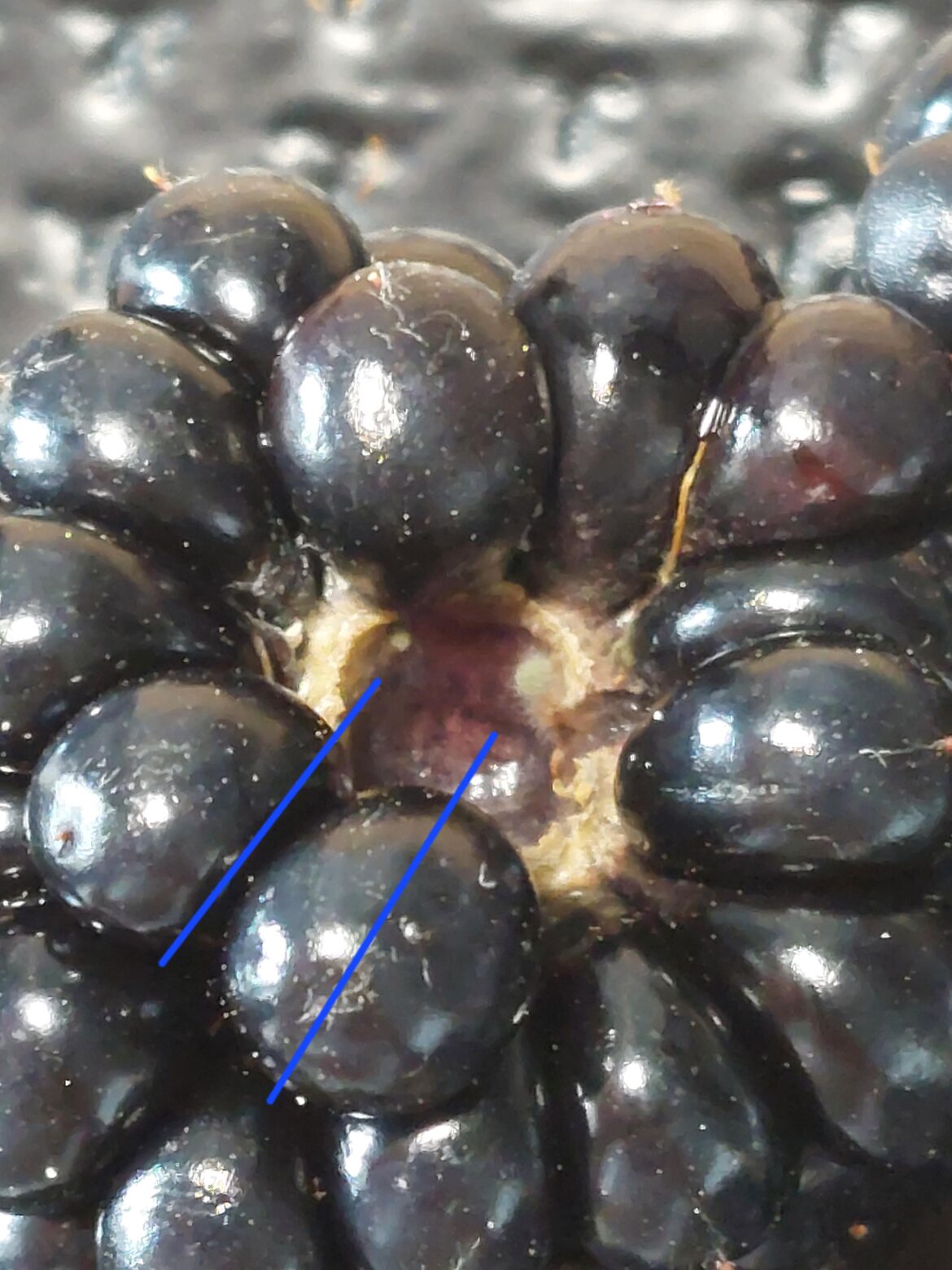 Is this mold on my blackberries? Is this mold on my blackberries?