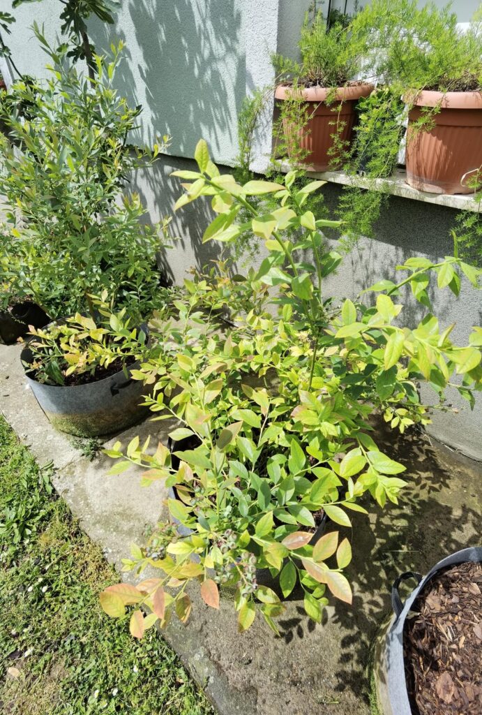 Blueberries (help) Blueberries (help)