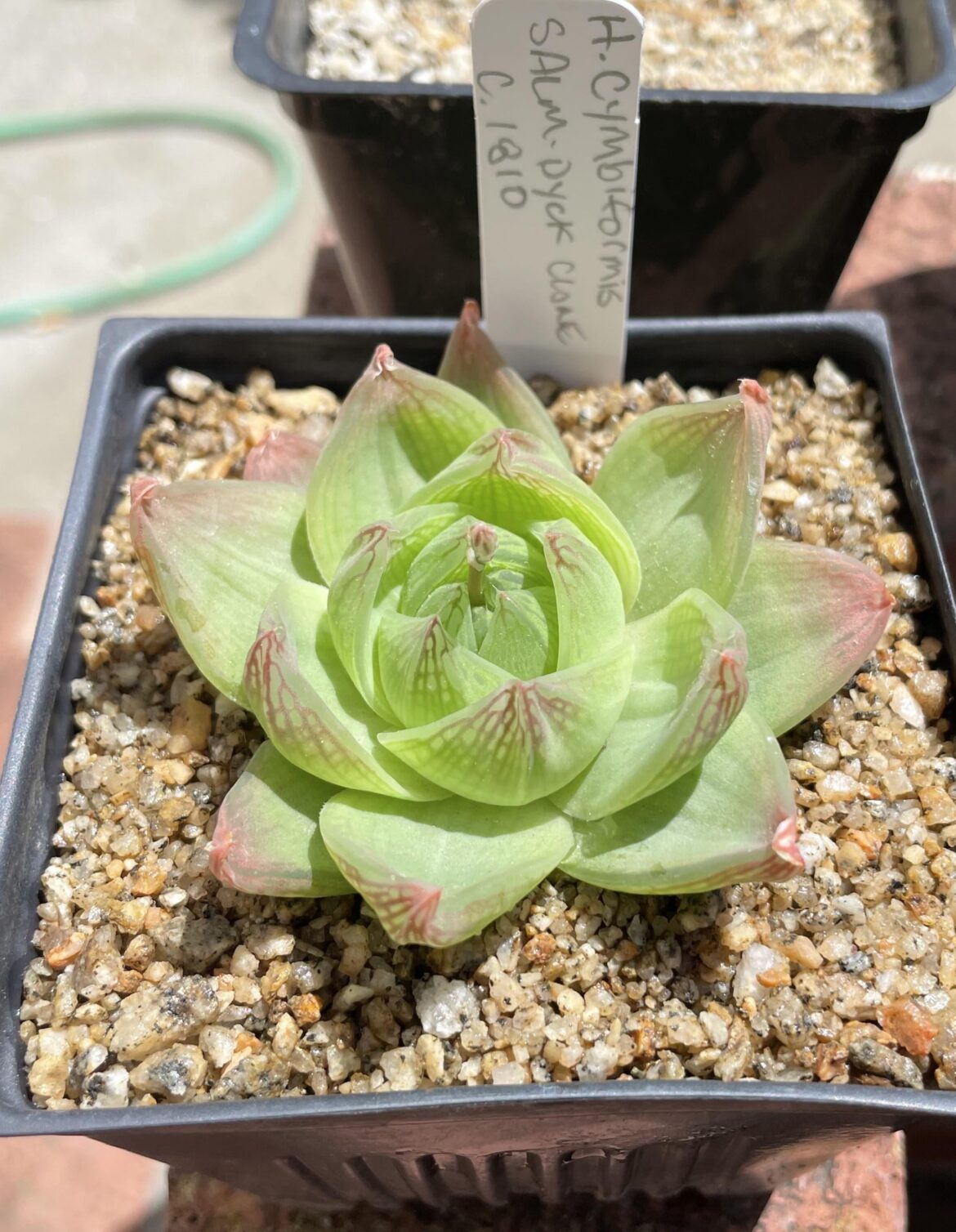 H. cymbiformis, Salm-Dyck clone c. 1810