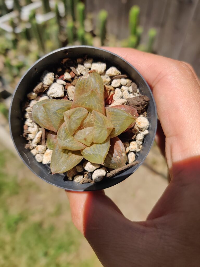 My first hybrid now 2yrs old My first hybrid now 2yrs old