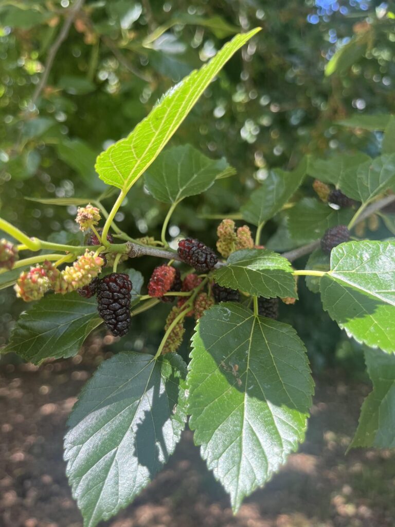 What type of Berry is this? Can I eat it?